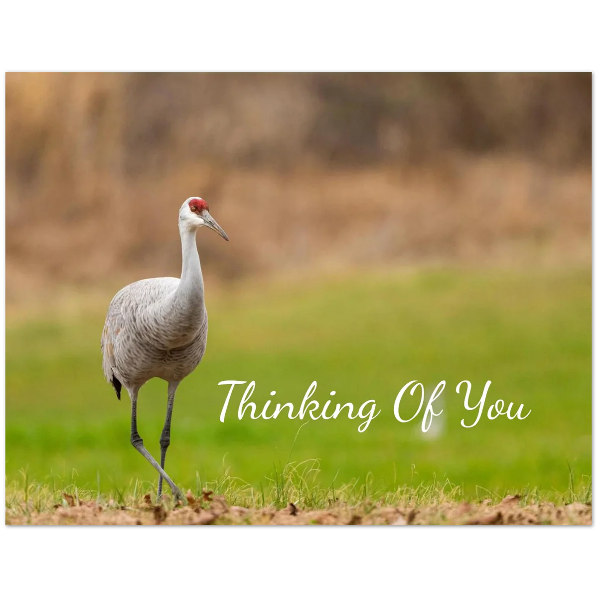 Sandhill crane greeting card