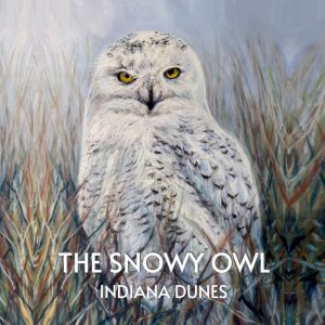 Snowy-Owl-square