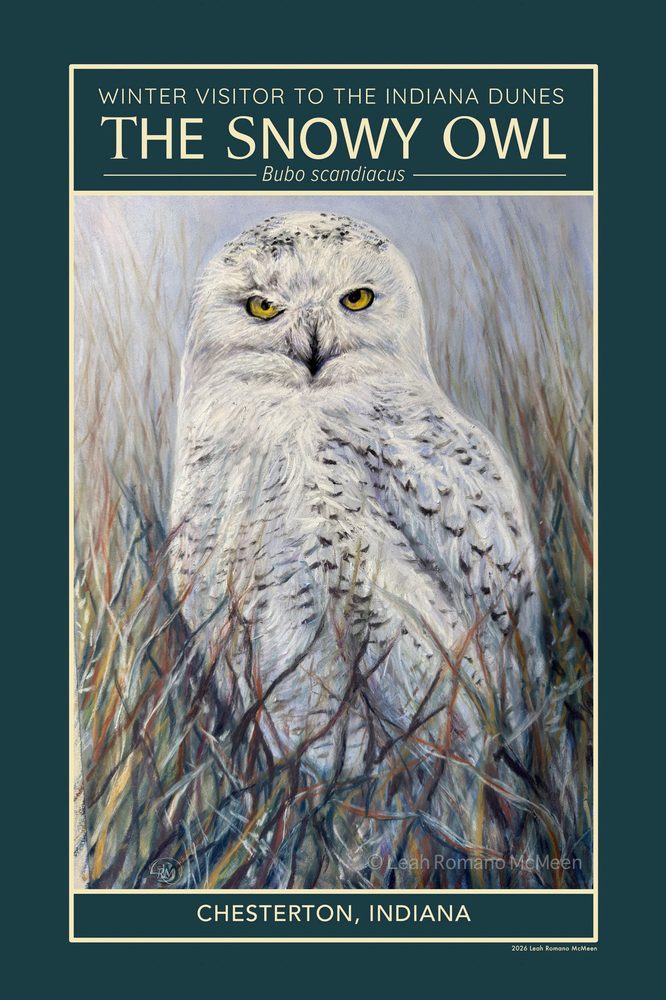 Snowy owl art print